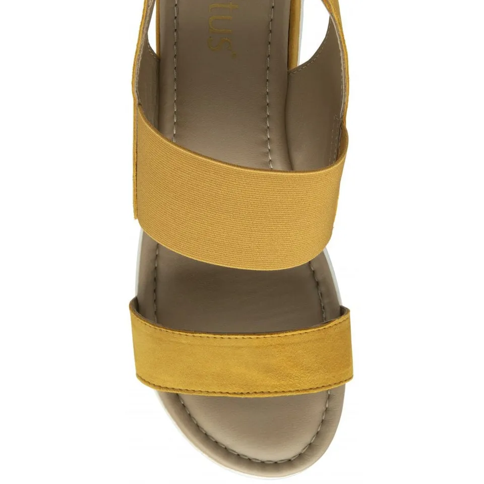 Lotus cecilla yellow ULP176
